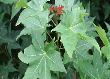 우산고로쇠 묘목