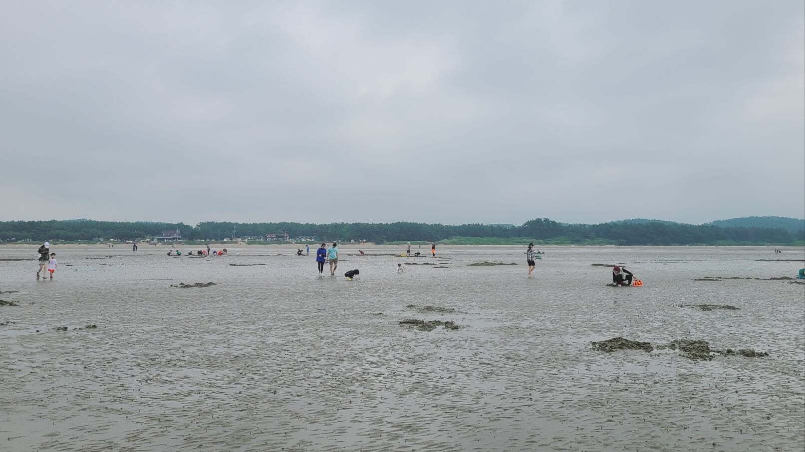 조개 잡이 체험