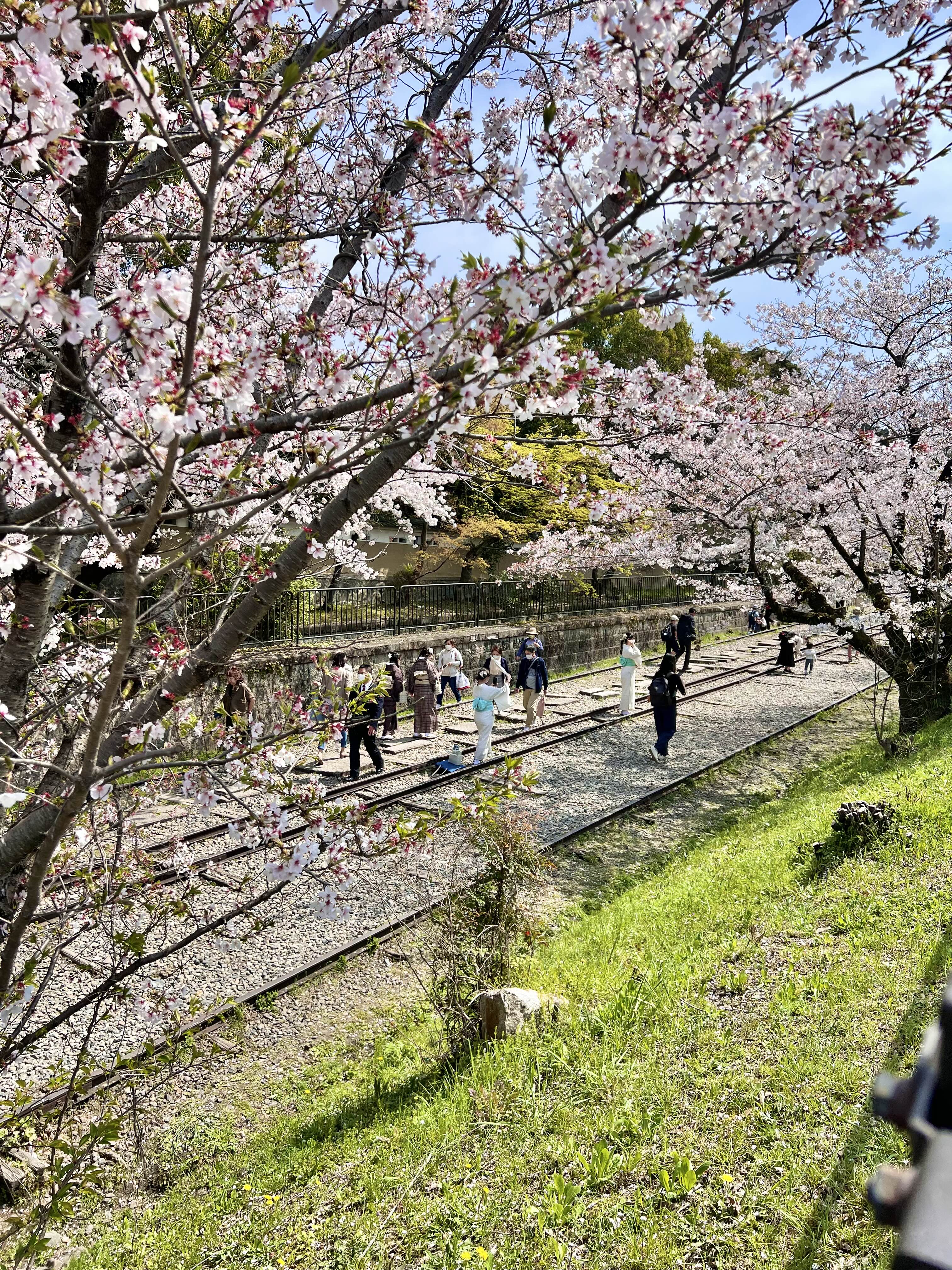 교토 벚꽃 기찻길 터널 게아게 인클라인