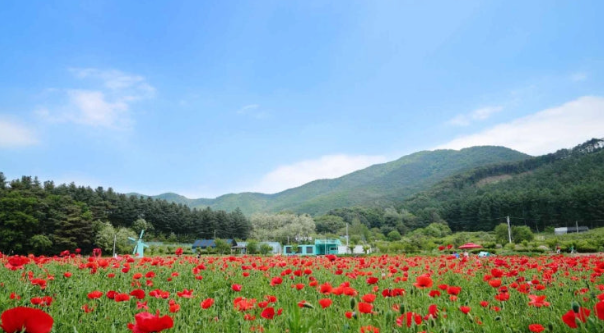 용수골 꽃양귀비축제