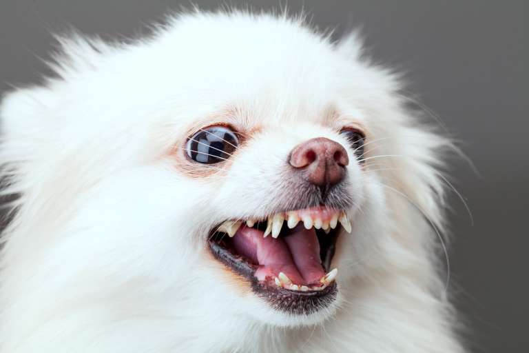 개 꿈해몽
