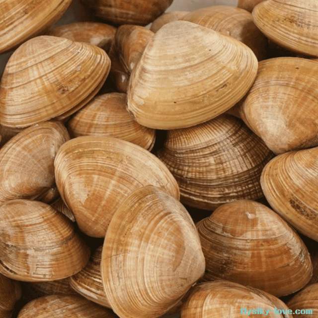 제철 수산물 명주조개