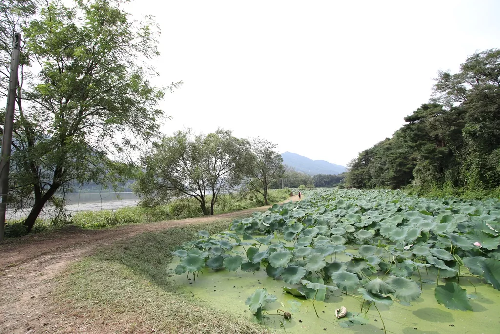 남양주 다신길 2코스 초반 능내연꽃마을 사진입니다.