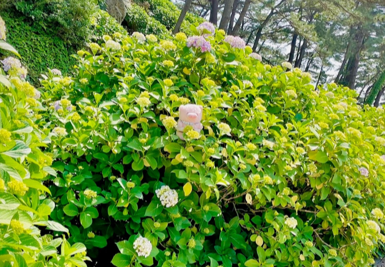 수국 개화현황1