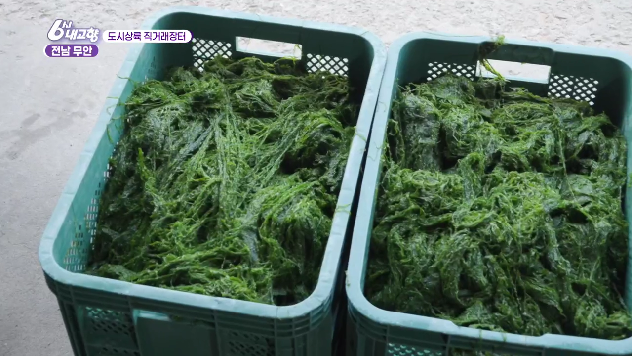 6시내고향 도시상륙 직거래장터 전남 무안 감태