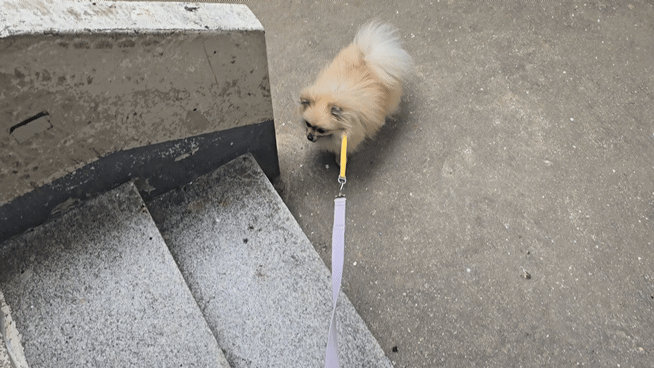 계단 오르려는 강아지