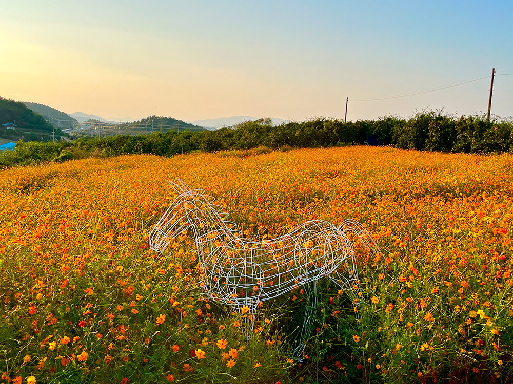 2024 고흥 유자 축제