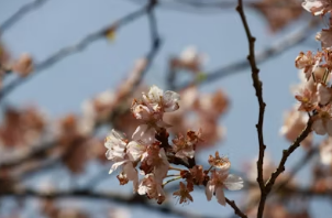 팔공산 벚꽃 드라이브부터 앞산 카페거리까지: 완벽한 봄날의 미식 & 커피 데이트 로드