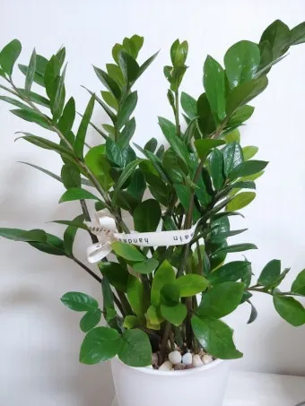 화분 노랗게 변함 원인 영양부족 과습해결 비료주기 조절 방법_7