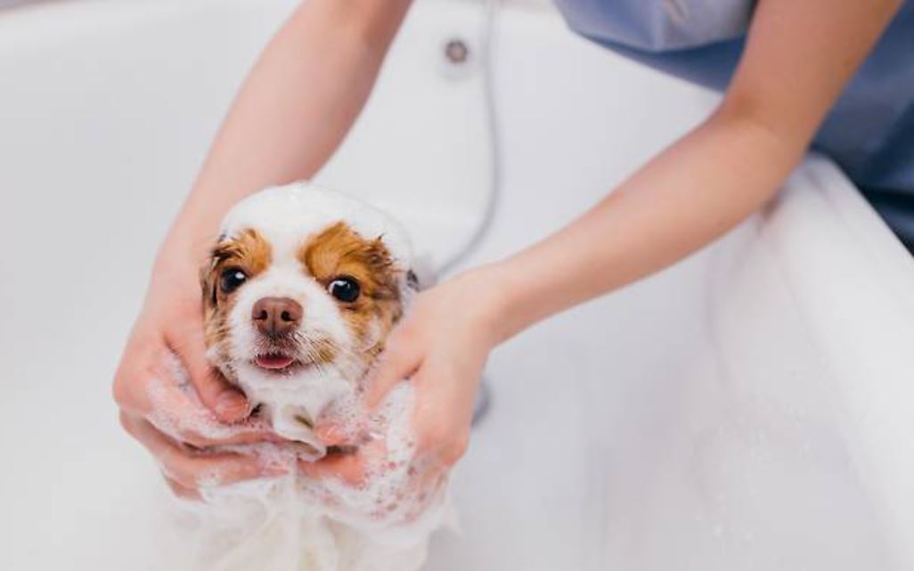 반려동물 냄새 원인