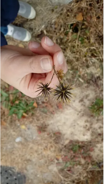 도깨비바늘 귀침초 자연이 준 해독의 명약 건강 효과_7