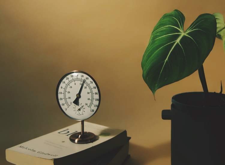 온도계와 식물