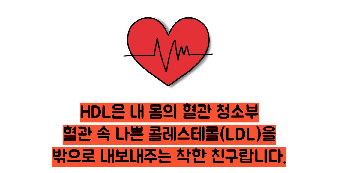 hdl콜레스테롤 정상수치