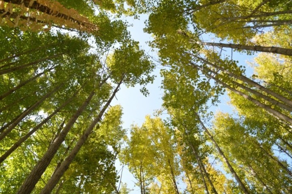 도리마을 은행나무숲