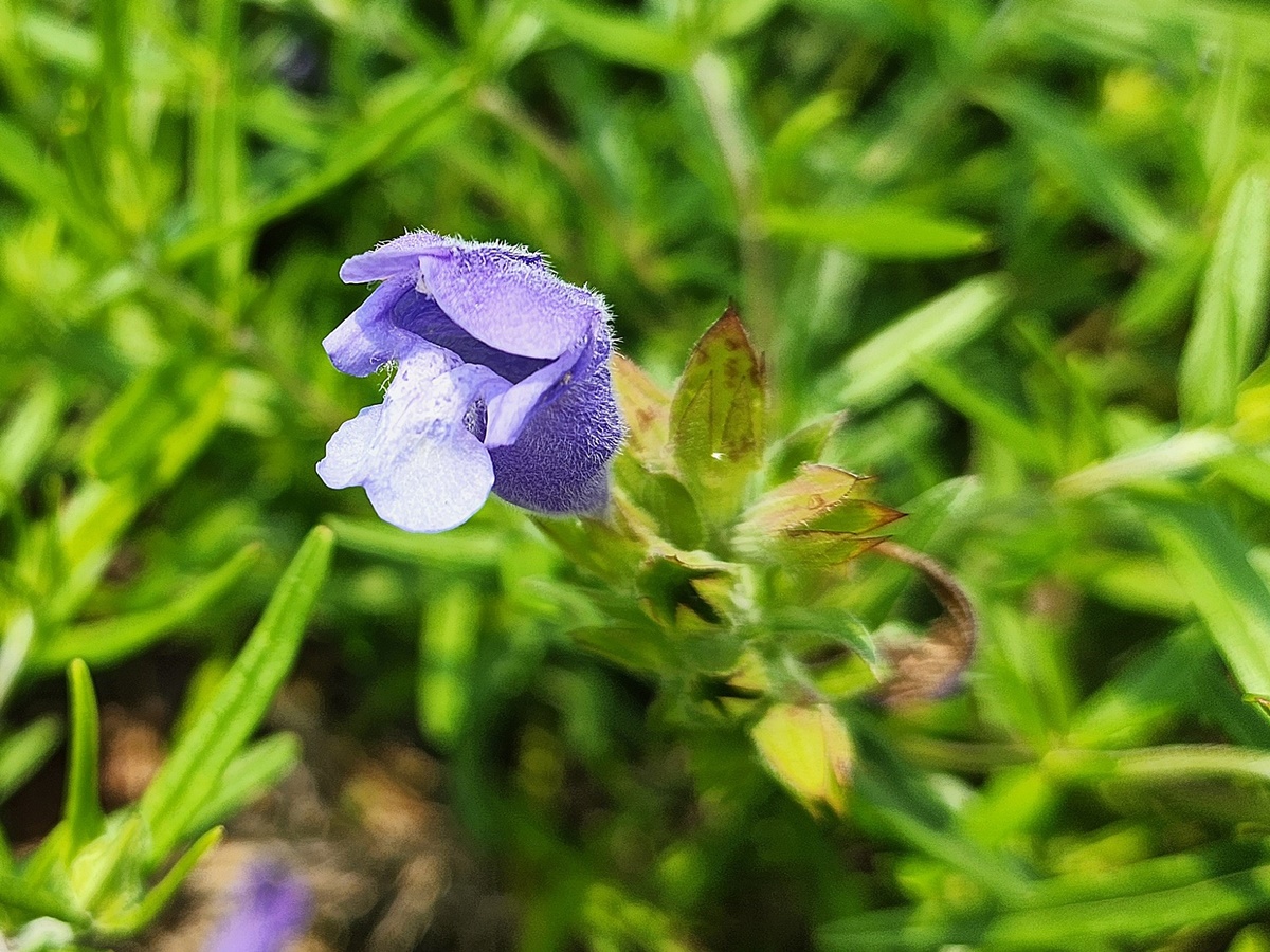 용머리