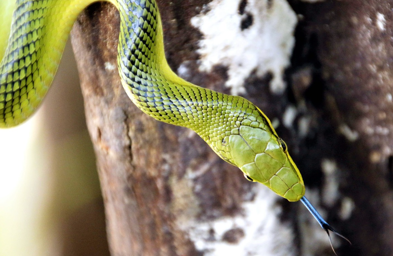 2023년 뱀띠운세