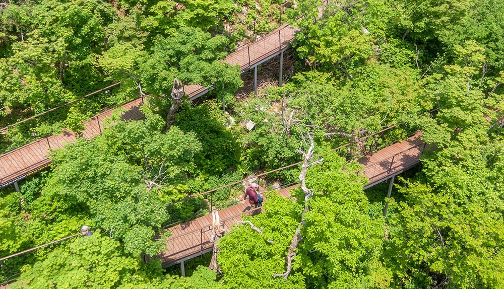 발왕산 천년주목숲길 케이블카