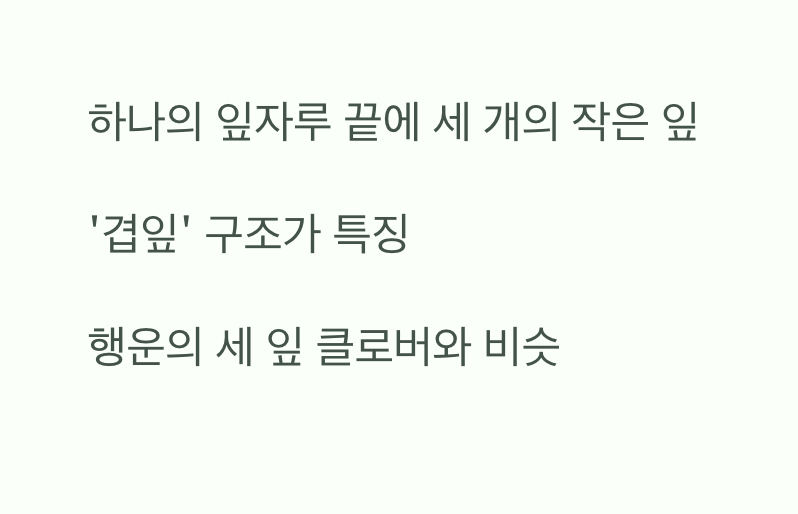 가장 쉬운 첫 번째 단서, 세 잎 클로버를 찾아라