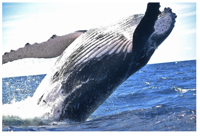 고래 – 지구에서 가장 거대한 생명체