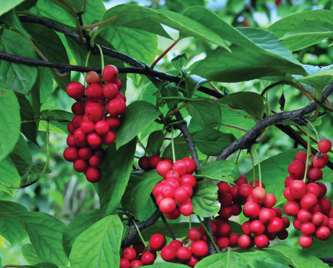 오미자열매가-나무에매달려있는모습