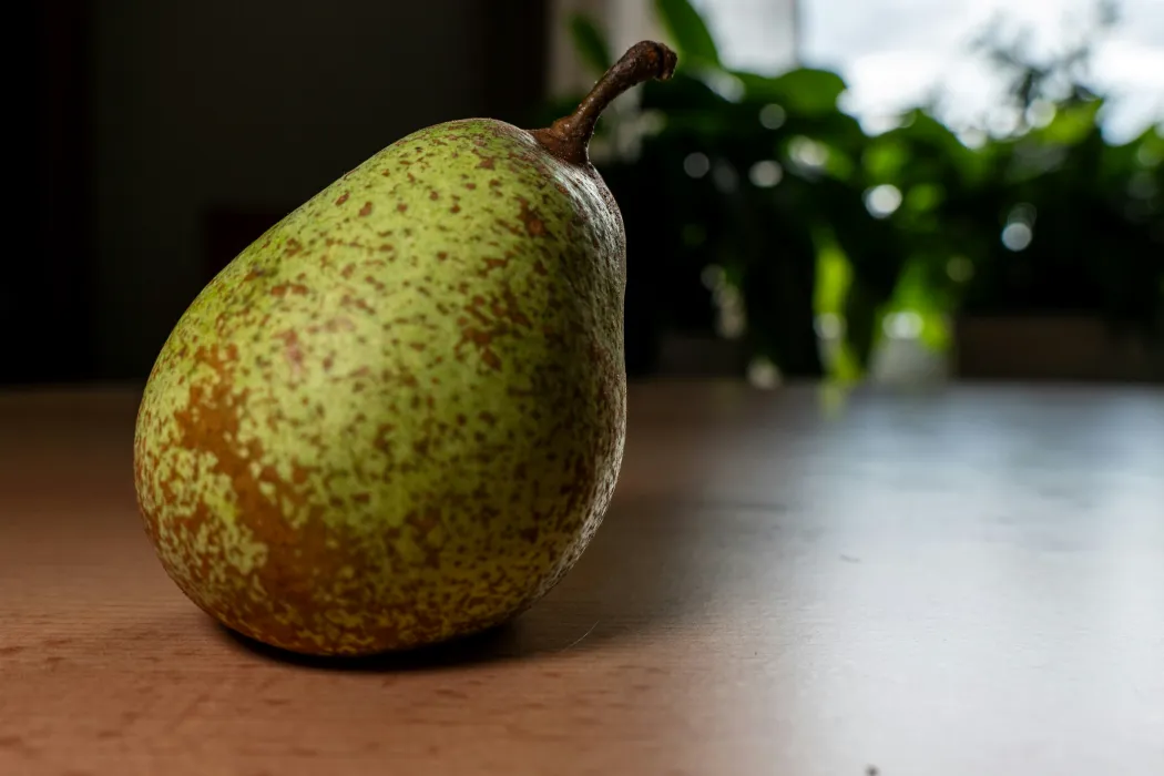 돌배주-담그기-효능-관련-사진