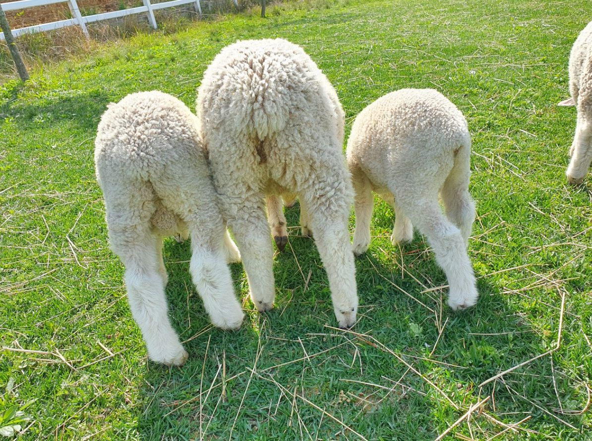 남해양떼목장 양마르뜨언덕