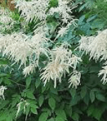 눈개승마 재배법