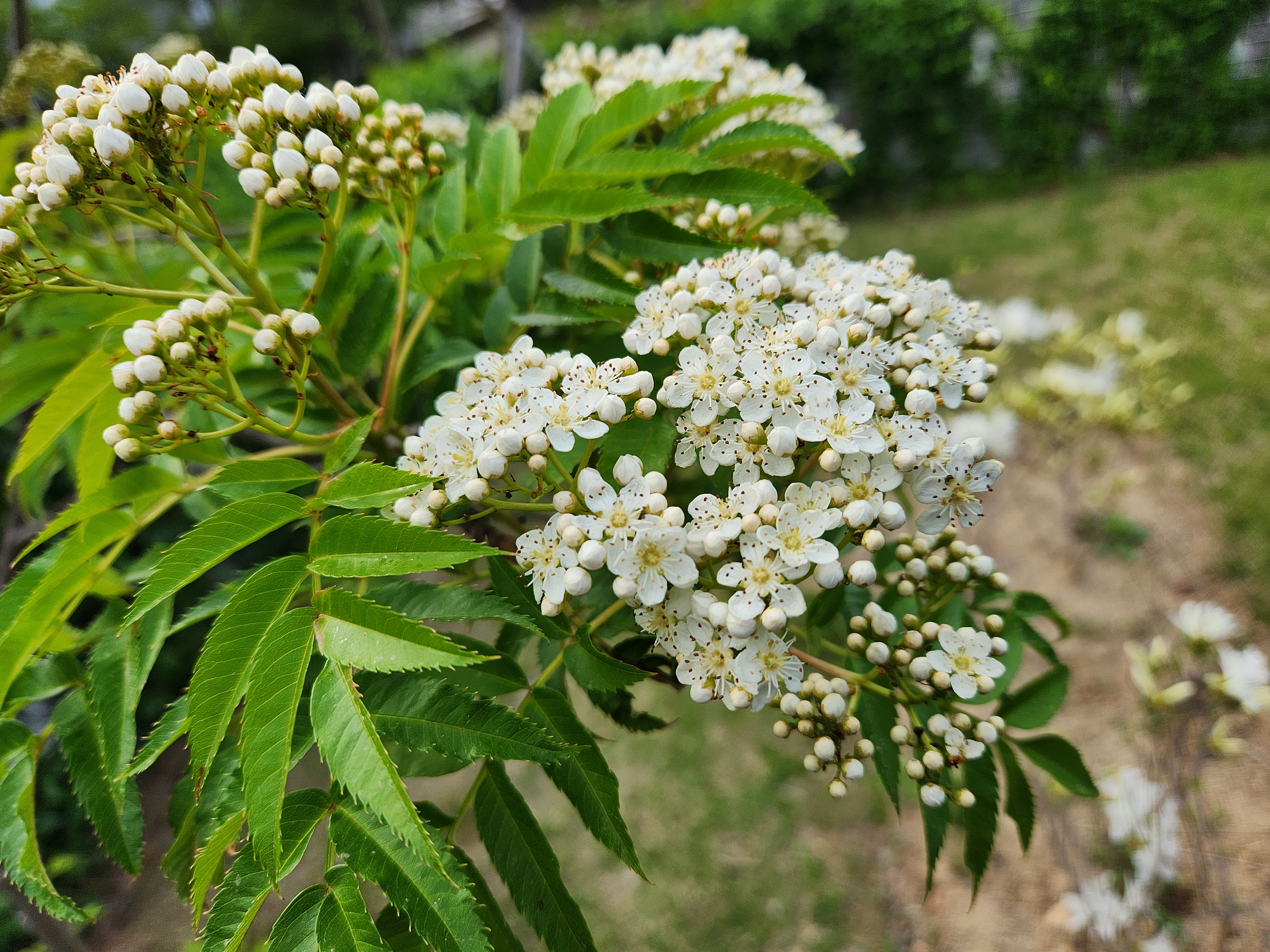 마가목