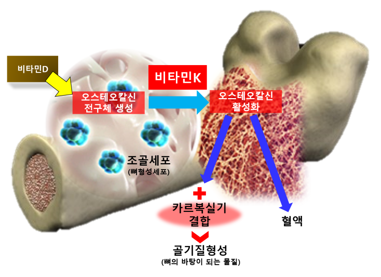 비타민K의 단백질 합성 관여 기전