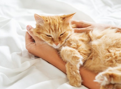 팔베개를 하고 자는 갈색 호랑이 고양이