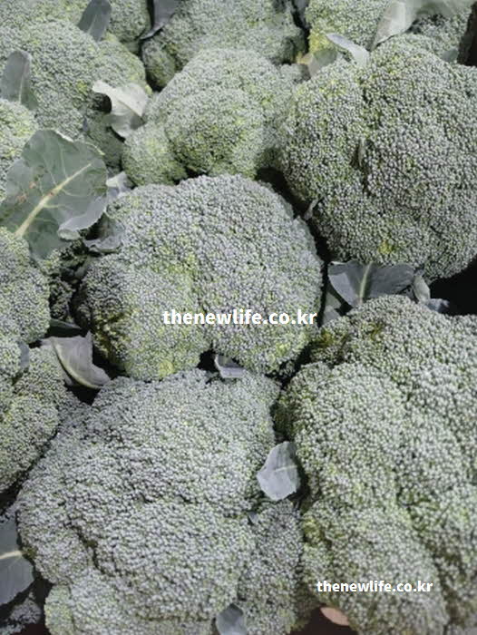 브로콜리 효능의 강력한 항암 작용을 돕는 설포라판 성분 실사진