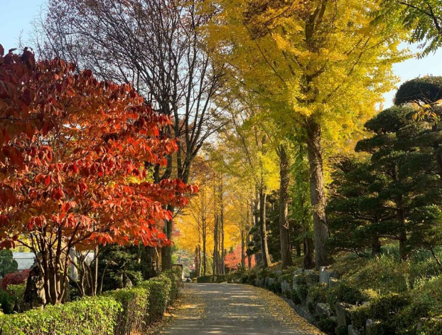 베어트리파크 단풍축제