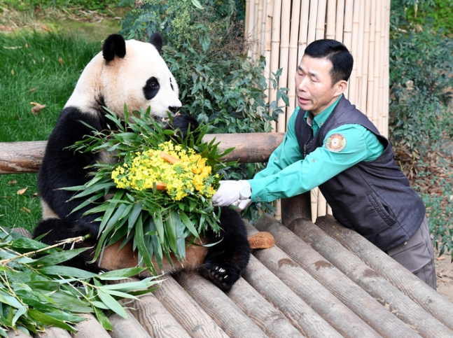 알트태그-중국 반환전 푸바오의 마지막 나들이