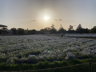 일본 나고야 나바나노사토 방문 후기/가는법