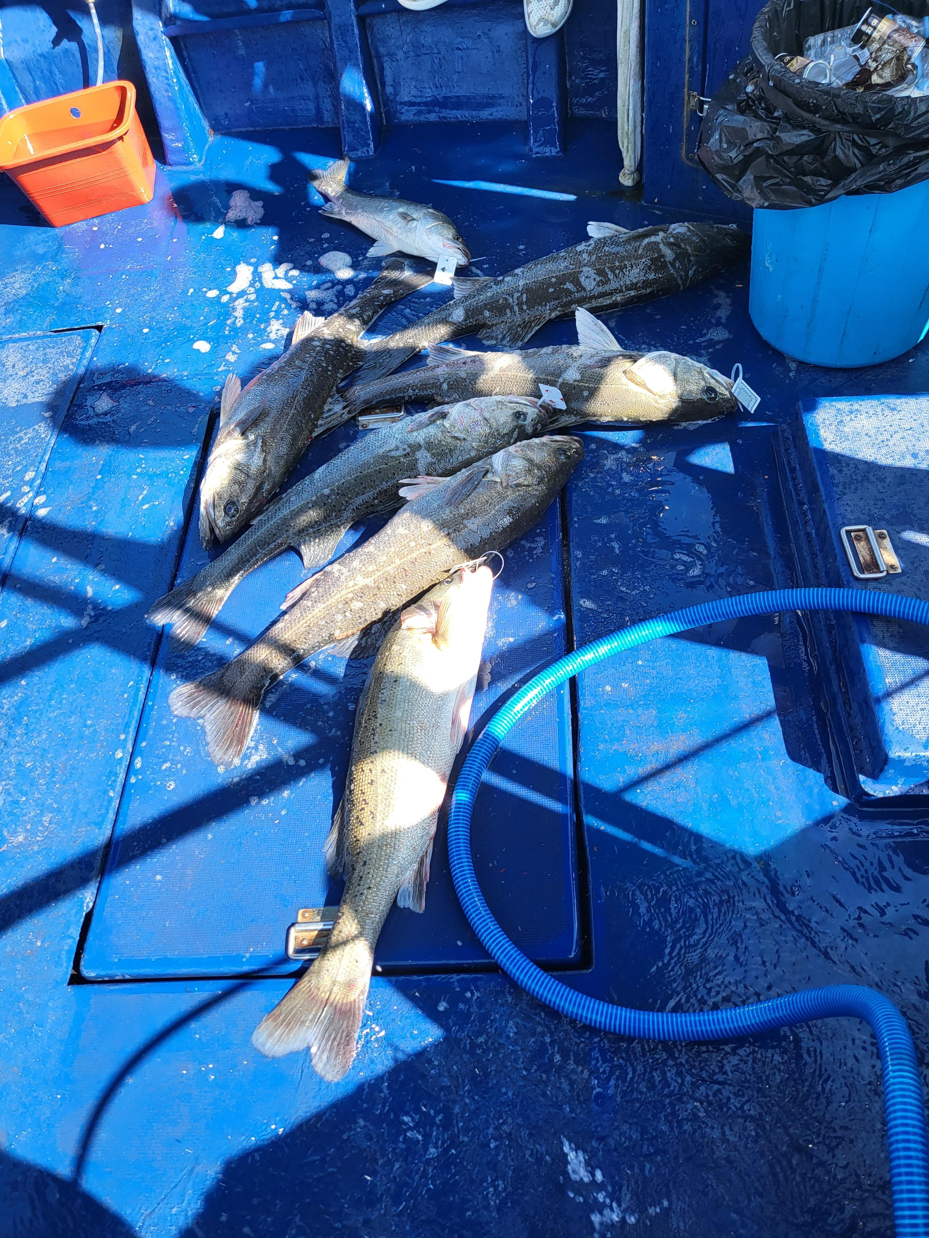 평택항 수복호 농어 출조