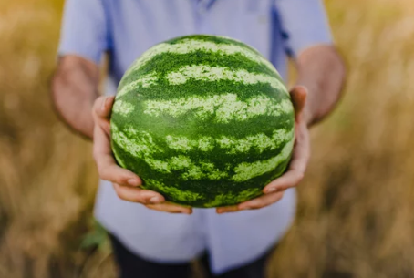 수박 효능 10가지 부작용 외 모든 것 총정리!