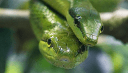  뱀을 먹는 꿈해몽