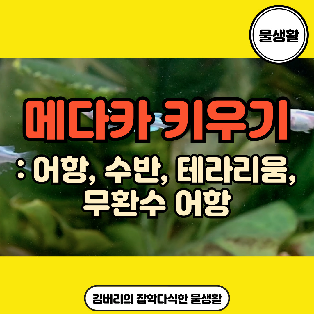 메다카 키우기