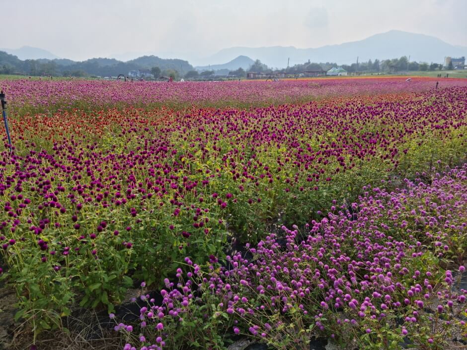 고석정