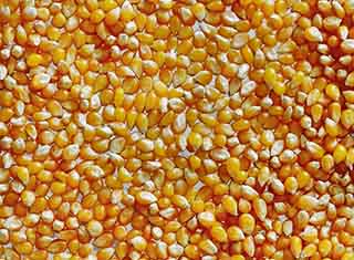 옥수수 영양 성분