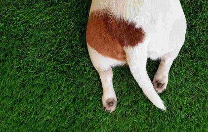 강아지 엉덩이