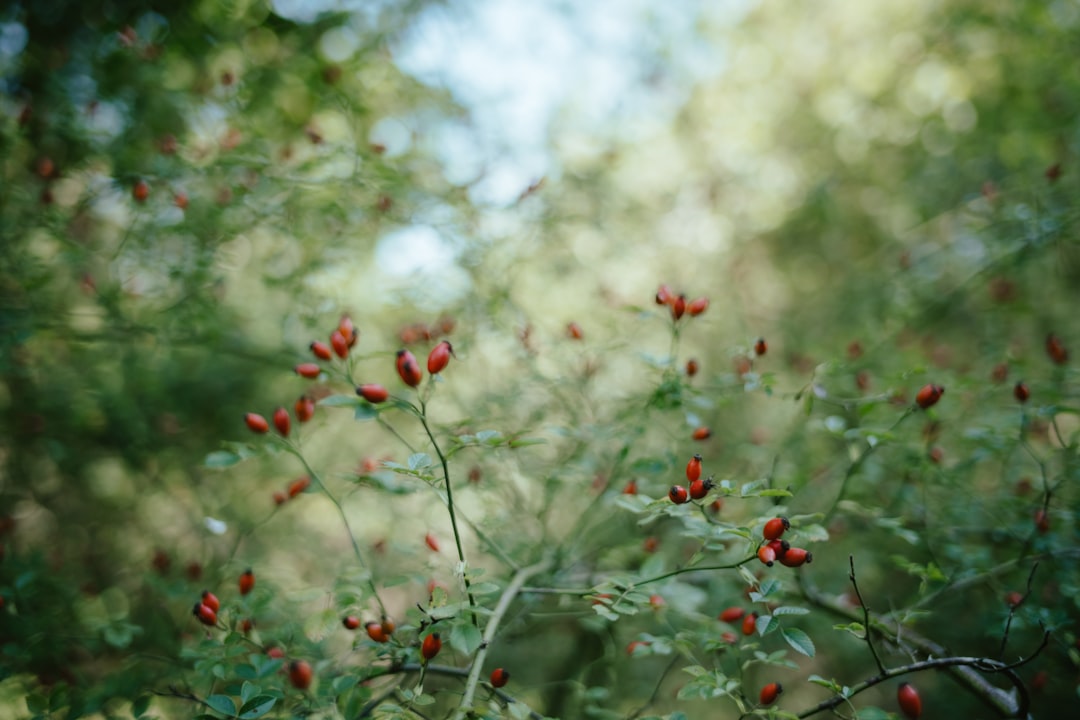 Rosehip