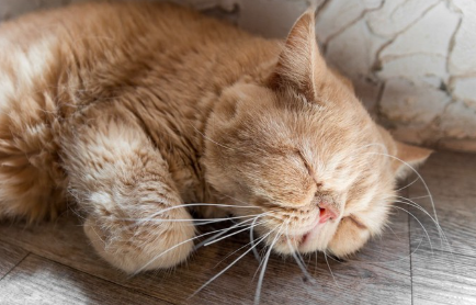 잠자는 고양이.