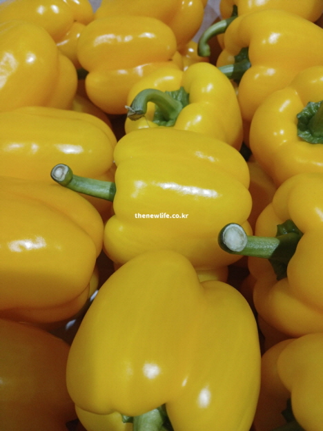 장 운동을 촉진하여 변비를 예방하고 포만감을 주는 영양 성분이 풍부한 파프리카 실물 사진