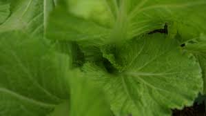 들깨 파종 시기