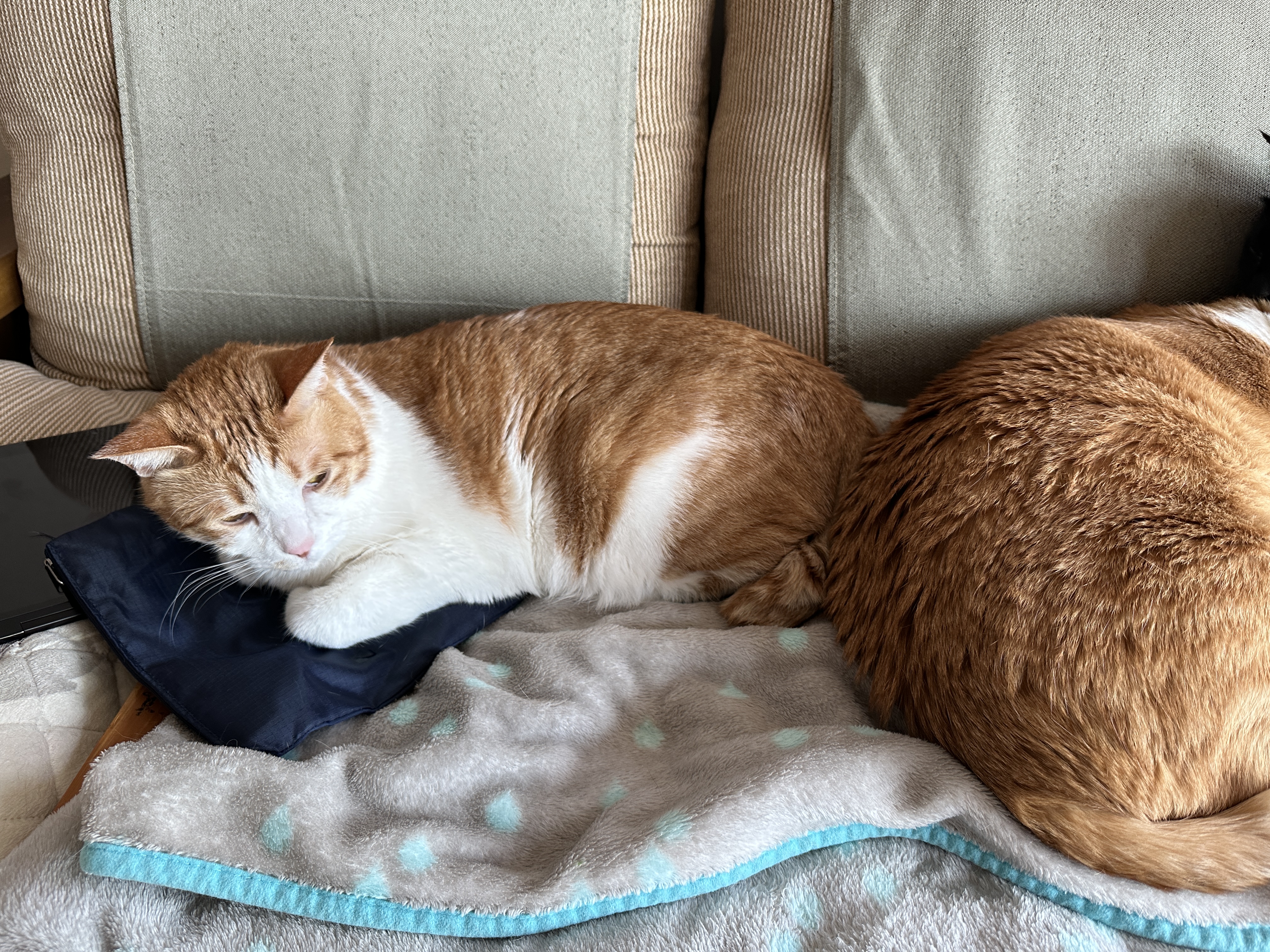 보면 마음이 따뜻해지는 다정한 냥냥이들 (feat.형아도 가끔은 동생한테 안길수 있지)