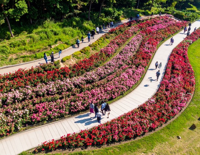 중랑 서울 장미축제 포토존