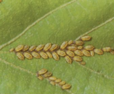 참피나무알락진딧물