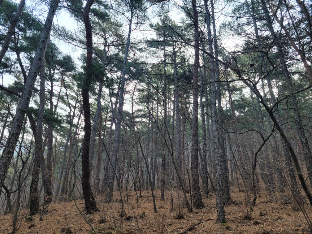 대구 앞산 은적사 산행 – 대구에서 만나는 역사 속 트레킹