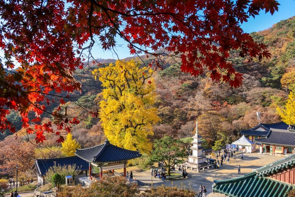 2025 경기도 단풍 트레킹 BEST 7 : 가을 하이킹 완벽 가이드_양평 용문산 단풍길